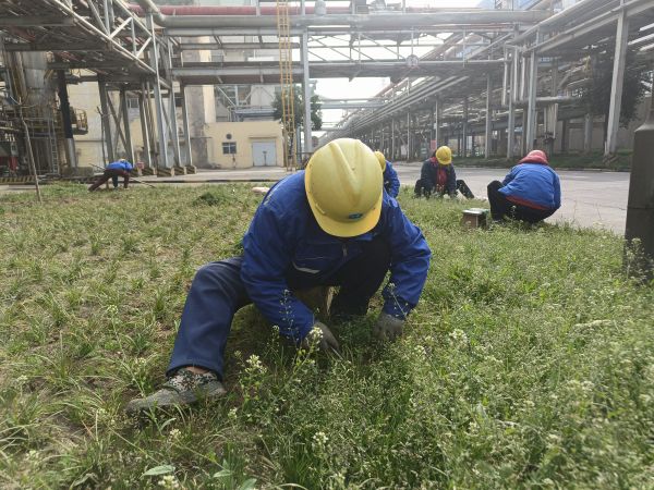 3月22日，行政保衛(wèi)部趙師傅等人在道路兩旁清除雜草。.jpg